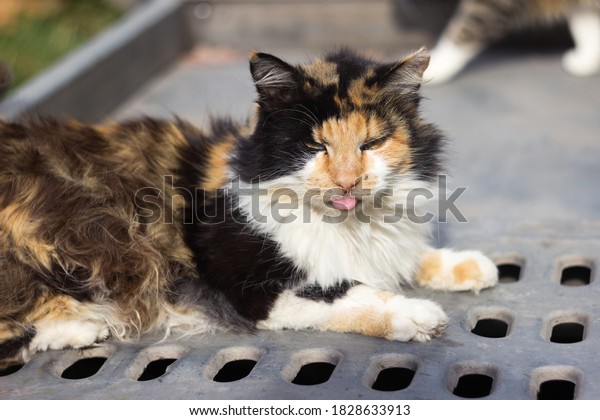 Tricolor cat sits on a\
car trailer. A stray cat is unhappy and sticks out its tongue.\
Mammal animal outdoors