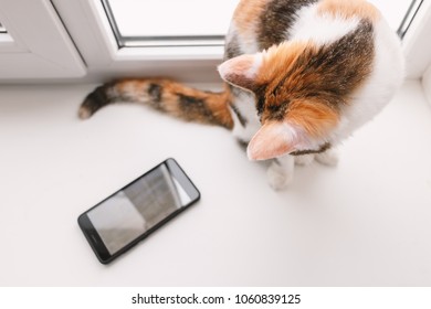 Tricolor cat sitting on the windowsill and looking at the smartp