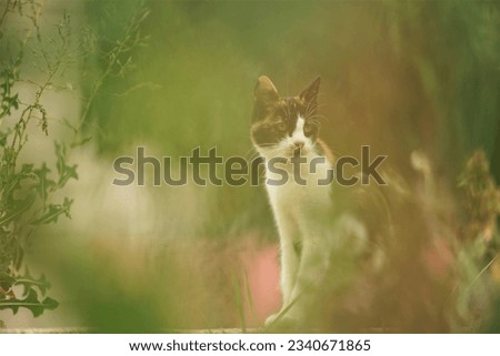 Similar – Foto Bild Grauer Kater auf Gartenweg