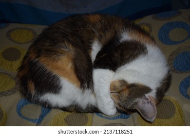 Tricolor Cat Sleeping On Ottoman