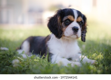Tricolor Cavalier King Charles Spaniel puppy