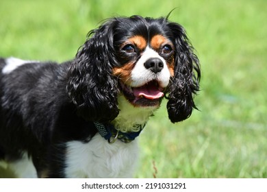 Tri-Color Cavalier King Charles Spaniel Dog Posing Regal For His Loyal Subjects