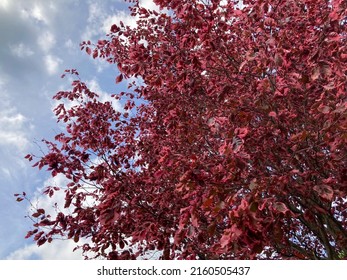 Tricolor European Beech Tree In Spring