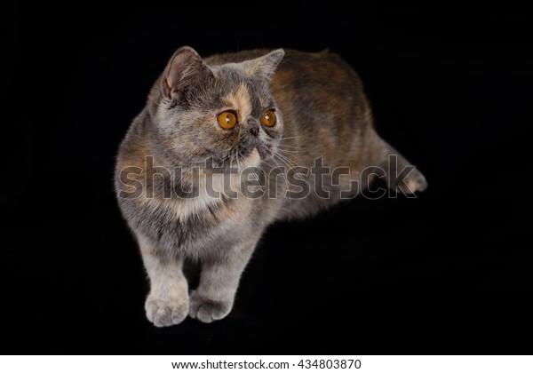 Tricolor Exotic Shorthair Kittens On Black Stock Photo Edit Now