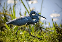 Tricolor Heron In Everglades National Park