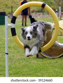 Tricolor Merle Border Collie jumping through a hoop