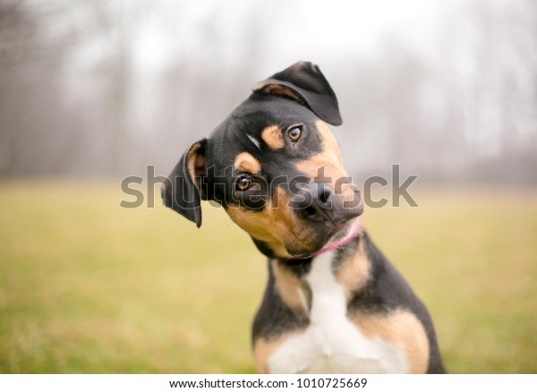A tricolor mixed breed dog listening intently\
with a foggy background