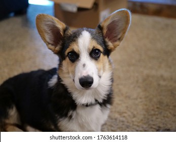 433 Tri Color Corgi Images, Stock Photos & Vectors | Shutterstock