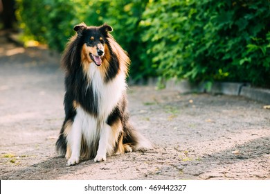 Long Hair Dog Images Stock Photos Vectors Shutterstock