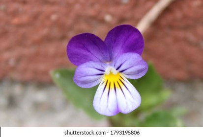 Tricolor Wild Pansy (Viola Tricolor)