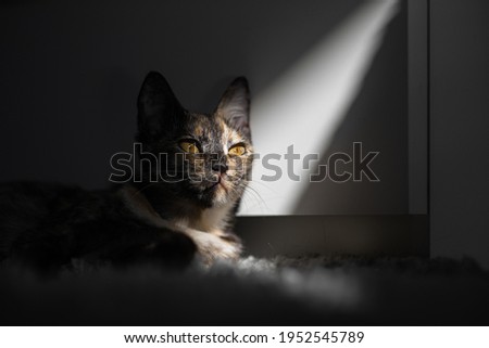 tricolor young cat lies in the morning sun