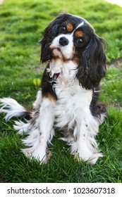 tri colour spaniel