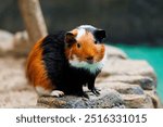 A tri-colored guinea pig with black, brown, and white fur, sitting atop a stone surface and gazing directly at the camera