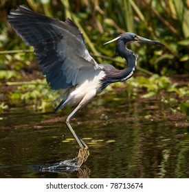 Tricolored Heron