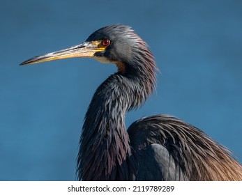 Tricolored Heron By The Lake