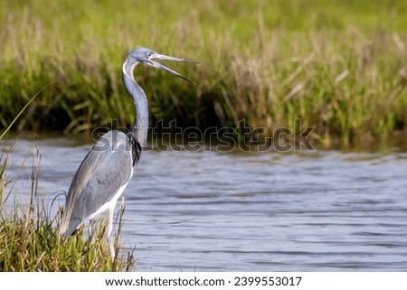 A Tricolored Heron (Egretta tricolor), also known as a Louisiana Heron, standing in salt marsh wetlands at Assateague Island National Seashore, Maryland