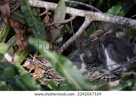 Similar – Foto Bild Two Blackbird chicks in a hidden nest