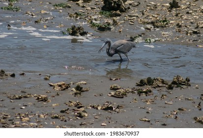 Tri-Colored Heron In Folly Island, SC