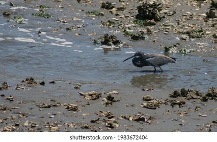 Tri-Colored Heron In Folly Island, SC