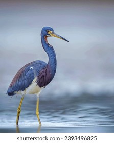 The tricolored heron , formerly known as the Louisiana heron, is a small species of heron native to coastal parts of the Americas. 