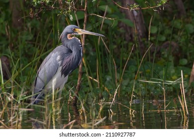 Tricolored Heron in a marsh in Fort Lauderdale, Florida