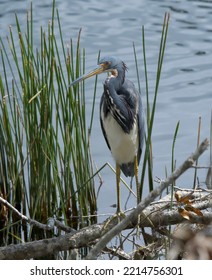 Tri-colored Heron Standing On Branch Next To Reeds In Florida Marsh