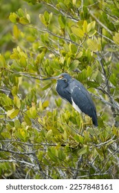 Tricolored Heron wildlife bird in a Florida marsh - Shutterstock ID 2257848161