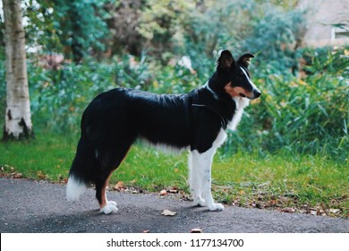 Sheltie Mix Images Stock Photos Vectors Shutterstock