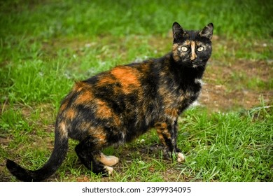 Tri-colour tortoiseshell cat on the grass looking at the camera