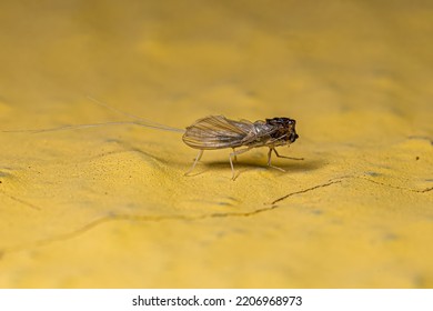 Tricopter Mayfly Insect Exoskeleton On A Yellow Wall