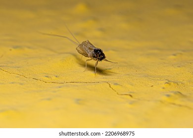 Tricopter Mayfly Insect Exoskeleton On A Yellow Wall