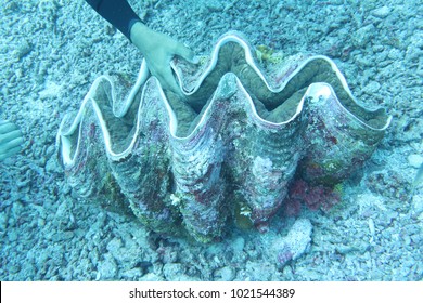 Tridacna In Palau