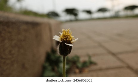 Tridax Daisy Lone White and Yellow Wildflower Emerging From Urban Pavement at Dusk - Powered by Shutterstock