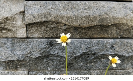 The Tridax flower in full bloom with a stone wall in the background - Powered by Shutterstock