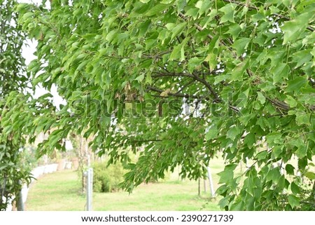 Trident maple ( Acer buergerianum ) fruits  Samara . Sapindaceae deciduous tree. After flowering, samara ripens to brown in autumn.