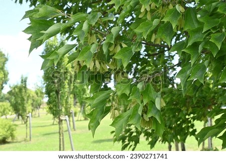Trident maple ( Acer buergerianum ) fruits  Samara . Sapindaceae deciduous tree. After flowering, samara ripens to brown in autumn.