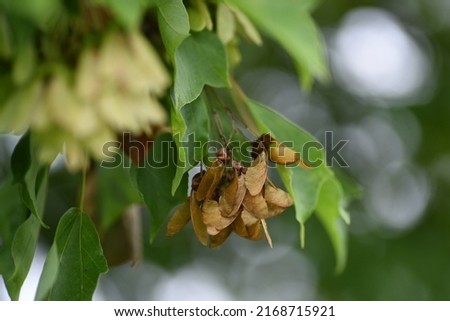Trident maple (Acer buergerianum) Young leaves, Flowers, Samaras. Sapindaceae deciduous tree.