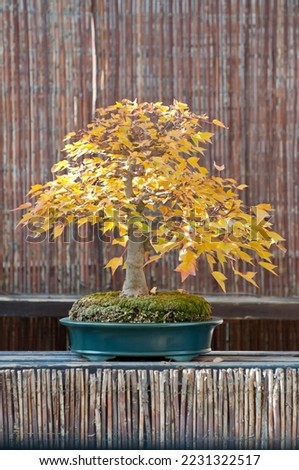 Trident maple bonsai at autumn (acer buergerianum)