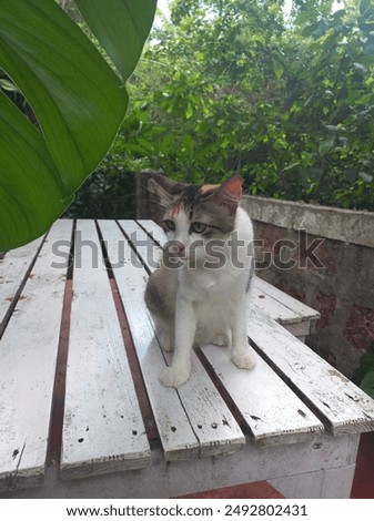 tried to befriend a stray cat