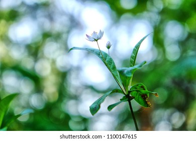 80 Arctic primrose Images, Stock Photos & Vectors | Shutterstock