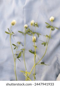 Trifolium alexandrinum, comúnmente conocido como trébol egipcio o trébol de Berseem, es un forraje valioso. Se utiliza ampliamente en la agricultura por su alto contenido de proteínas y capacidad para fijar nitrógeno et