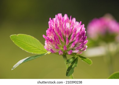 Trifolium Pratense