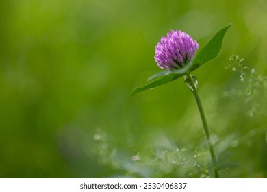 Trifolium pratense (de Latina prātum, que significa prado), trébol rojo, es una especie herbácea de planta con flores en la familia de las Fabaceae