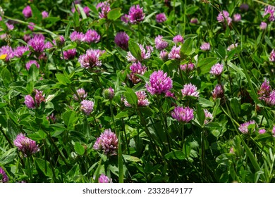 Trifolium pratense, red clover. Collect valuable flowers fn the meadow in the summer. Medicinal and honey-bearing plant, fodder and in folk medicine medically sculpted wild herbs. - Powered by Shutterstock