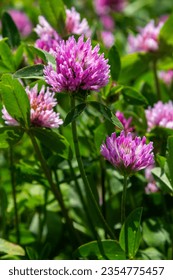 Trifolium pratense, trébol rojo. Recolectar flores valiosas en el prado en verano. Plantas medicinales y con miel, forraje y en medicina folclórica, hierbas silvestres esculpidas médicamente.