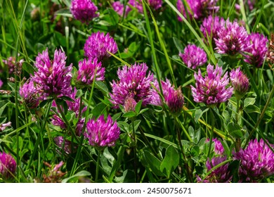 Trifolium pratense, red clover. Collect valuable flowers fn the meadow in the summer. Medicinal and honey-bearing plant, fodder and in folk medicine medically sculpted wild herbs. - Powered by Shutterstock