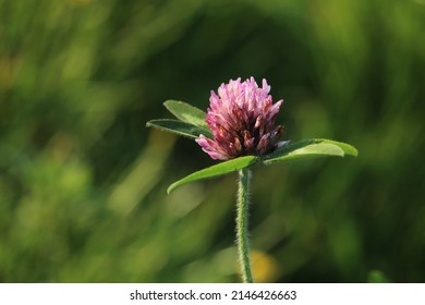 1,803 Red clover weed Images, Stock Photos & Vectors | Shutterstock