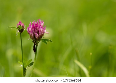 Trifolium Pratense. Red Clover Flowers In A UK Meadow With An Out Of Focus Grass Background