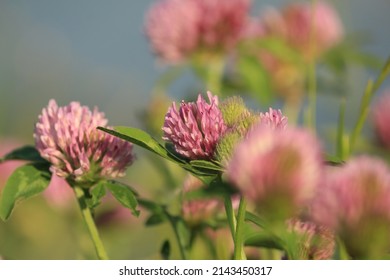 Trifolium pratense, red clover. Pink clover flowers close-up in green foliage in sunlight against a purple-blue sky. Close-up of red clover flowers in the meadow. Pink flowers background.