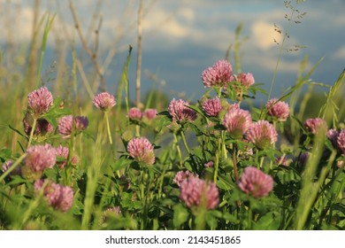 Trifolium pratense, red clover. Pink clover flowers close-up in green foliage in sunlight against a purple cloudy sky. Close-up of red clover flowers in meadow. 
Pink wildflowers against a stormy sky 